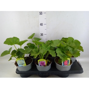 Alcea   ...