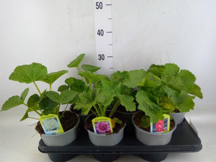 <h4>Alcea   ...</h4>