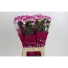Dianthus St Kino