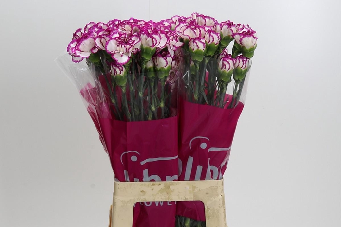 <h4>Dianthus St Kino</h4>