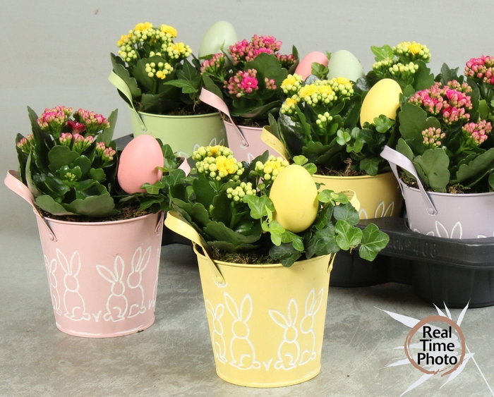 <h4>ARR KAMERPL</h4>