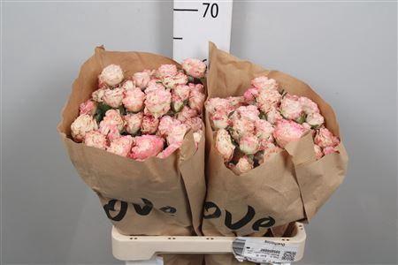 <h4>R Tr Charming Flow</h4>