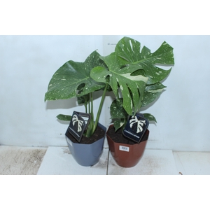 MONSTERA THAI CONSTELLATION P18
