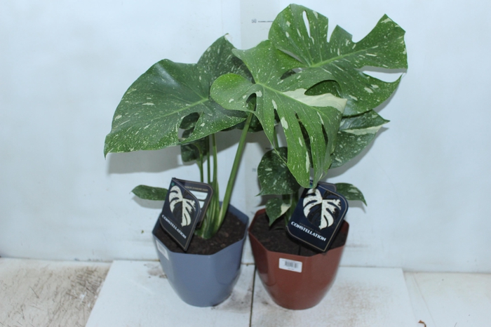 <h4>MONSTERA THAI CONSTELLATION P18</h4>
