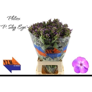 PHLOX P SKY EYES