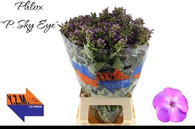 <h4>PHLOX P SKY EYES</h4>