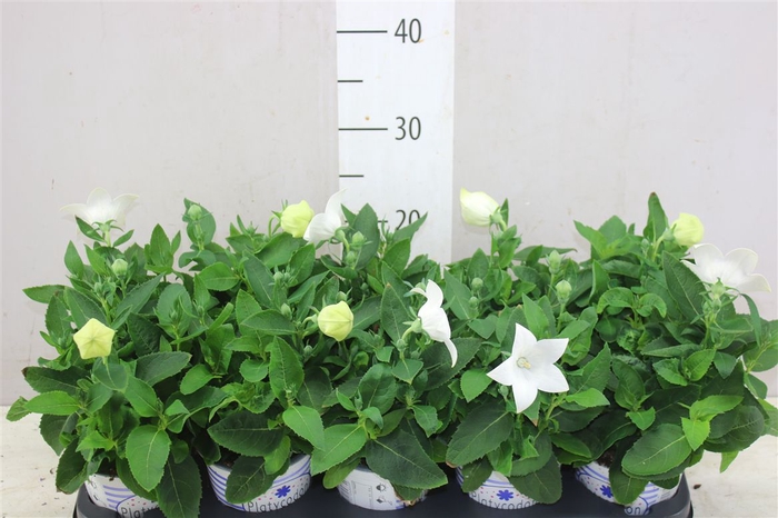 <h4>Platycodon Gr Pst White</h4>