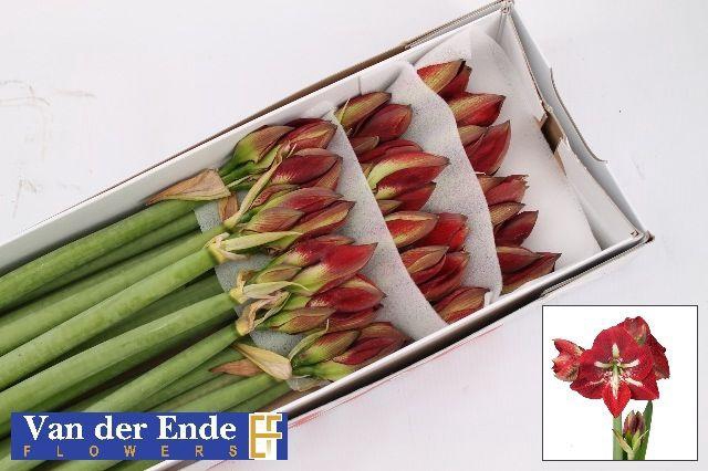 <h4>HIPP GA BARBADOS</h4>