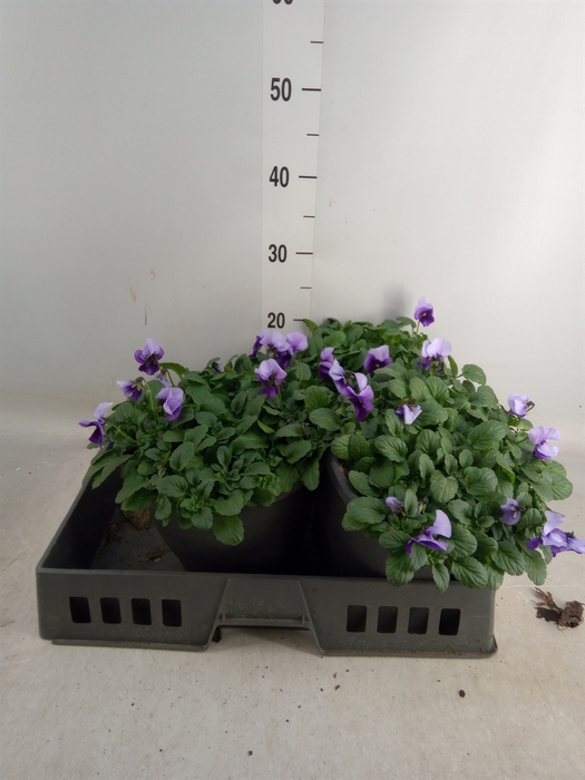 <h4>Viola corn. 'Evo Mini True Blue'</h4>