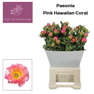 Paeo Hh Pink Hawai C