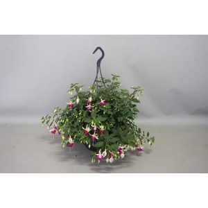 Hangpotten 23 cm Fuchsia Bella Nora