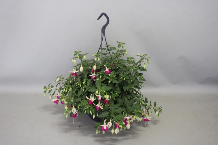 Hangpotten 23 cm Fuchsia Bella Nora
