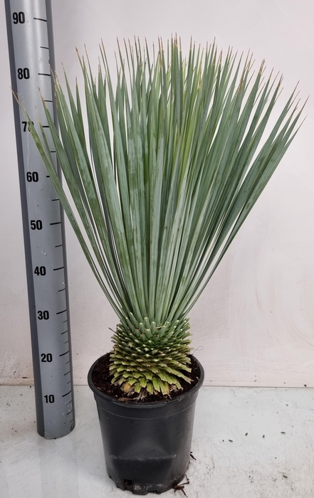 <h4>YUC ROSTRATA</h4>