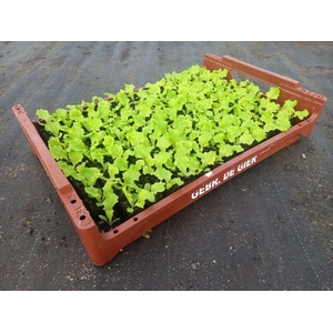 de Gier Groenteplanten 010 Bladgewas Lollo Bionda - 140 planten