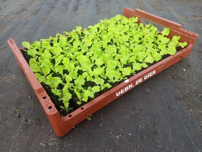 <h4>de Gier Groenteplanten 010 Bladgewas Lollo Bionda - 140 planten</h4>