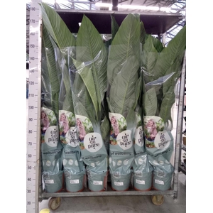 Spathiphyllum  'Sensation'