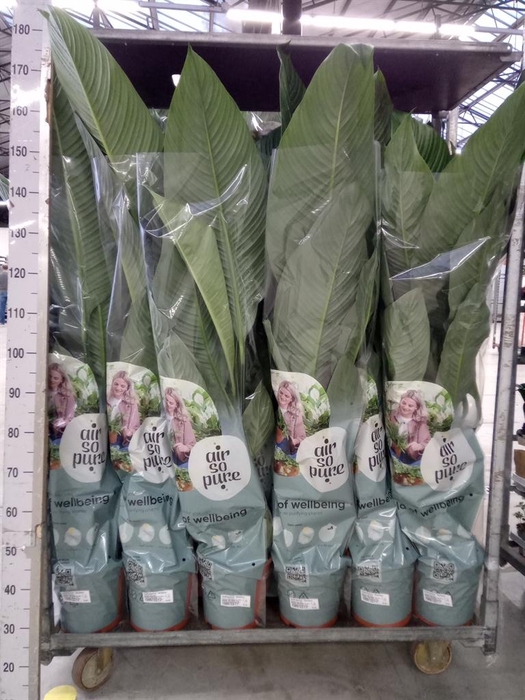 <h4>Spathiphyllum  'Sensation'</h4>