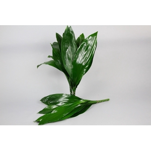 ASPIDISTRA  90 CM REBUS