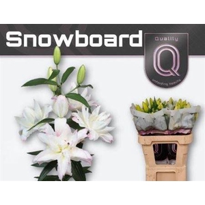 Li Or Du Snowboard