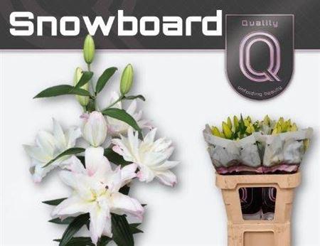 <h4>Li Or Du Snowboard</h4>