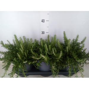 Rosmarinus officinalis 'Prostratus'