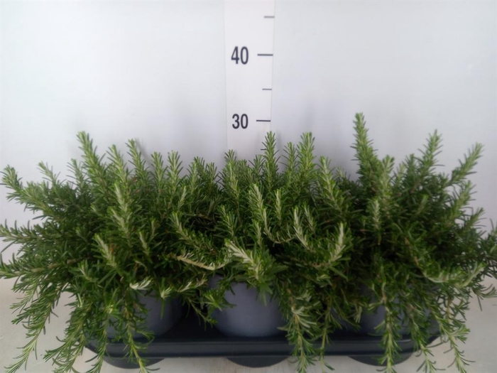 <h4>Rosmarinus officinalis 'Prostratus'</h4>
