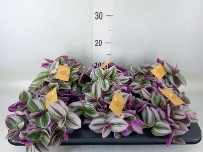 <h4>Tradescantia cerinth. 'Nanouk'</h4>