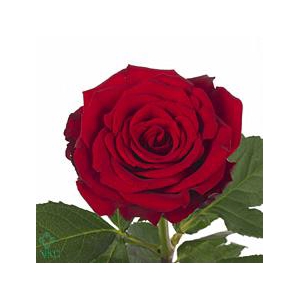 Rosa large upper class