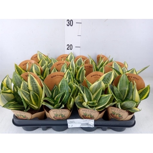 Sansevieria trifa. 'Golden Hahnii'
