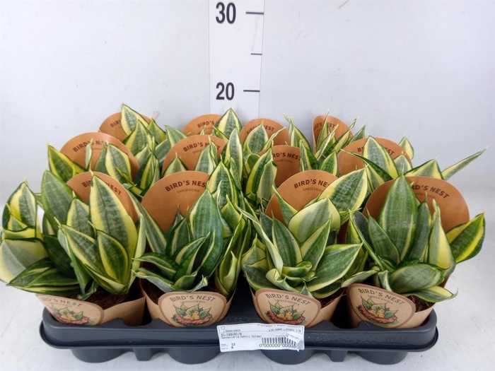 <h4>Sansevieria trifa. 'Golden Hahnii'</h4>