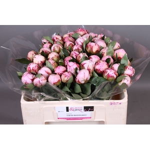 Paeonia Sarah Bernhardt | Heavy Quality