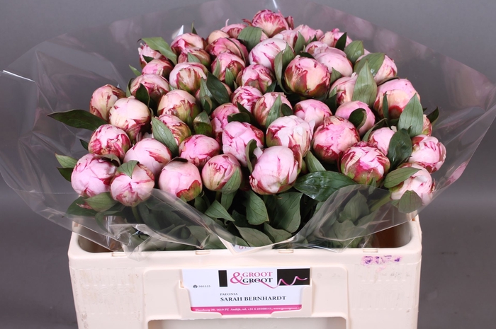 <h4>Paeonia Sarah Bernhardt | Heavy Quality</h4>