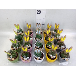 Cactus   ...decorated