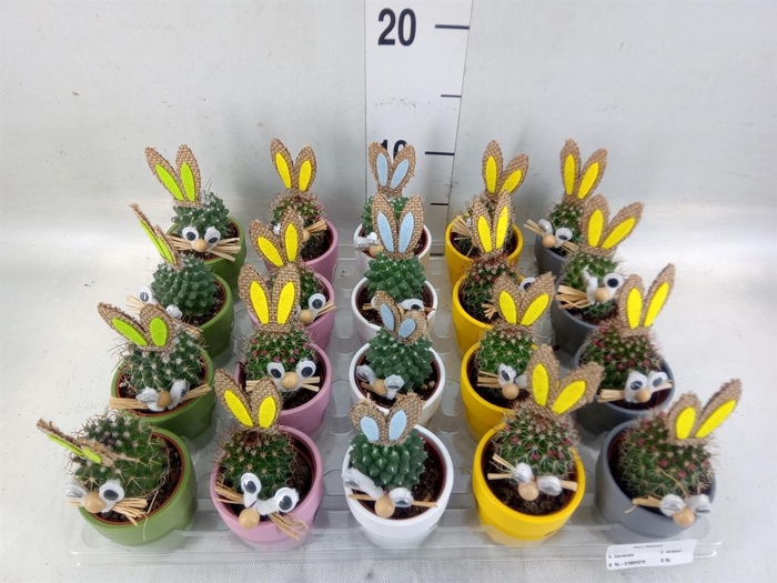 <h4>Cactus   ...decorated</h4>