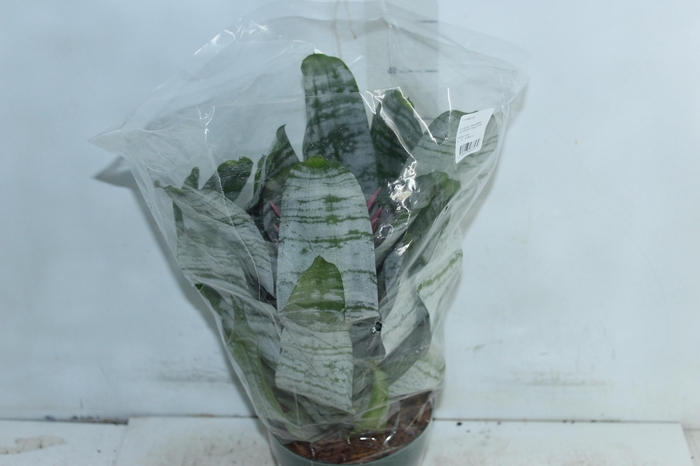 <h4>AECHMEA FASCIATA P17</h4>