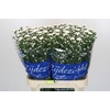 Aster Cassy