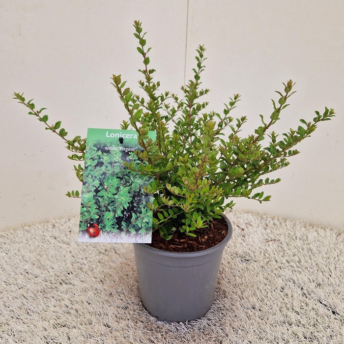 <h4>Lonicera Elegant</h4>