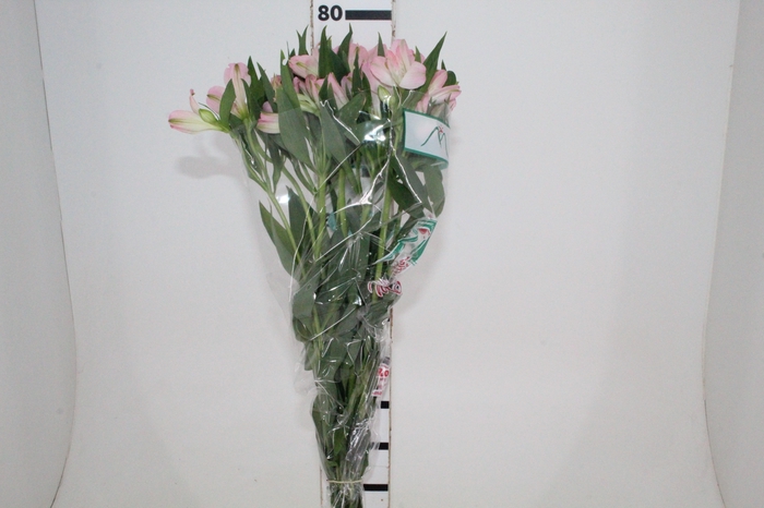 <h4>ALSTROEMERIA DUBAI 080 CM</h4>