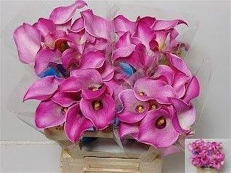 <h4>Zant Fantasia</h4>