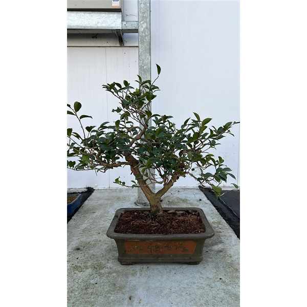 <h4>Camellia japonica, pot 41cm, height 65cm. (single item)</h4>