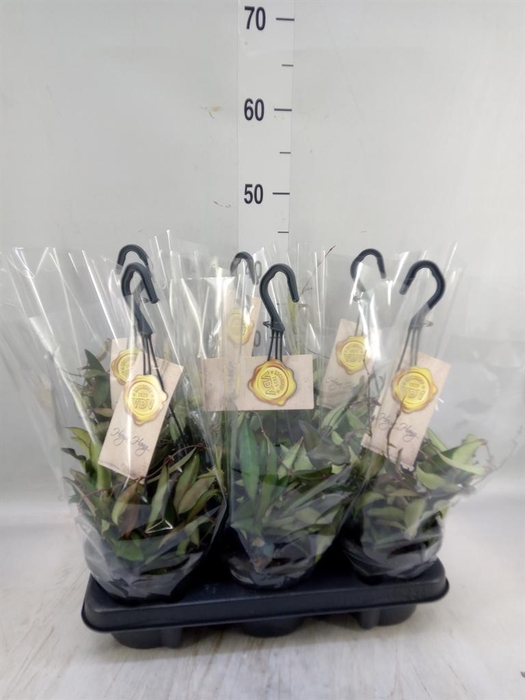 <h4>Hoya  'Rosita'</h4>