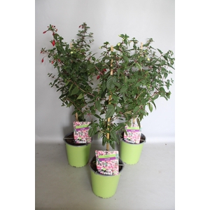 Stam 19cm Fuchsia Hybriden Diverse kleuren
