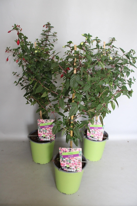<h4>Stam 19cm Fuchsia Hybriden Diverse kleuren</h4>
