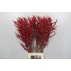 Bromelia Red Paloma