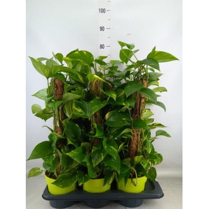 Epipremnum pinn.   ...moss stick