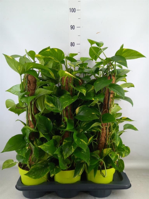 <h4>Epipremnum pinn. ...moss stick</h4>