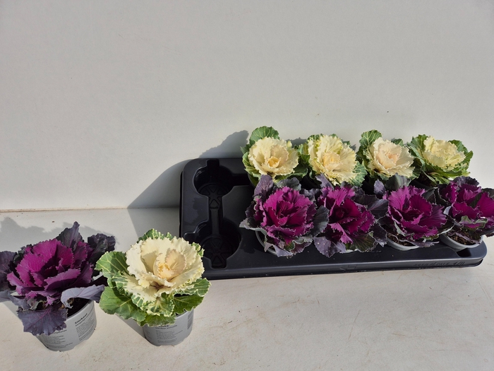 <h4>BRASSICA (SIERKOOL)</h4>