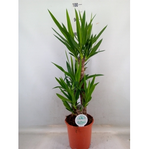 Yucca   ...