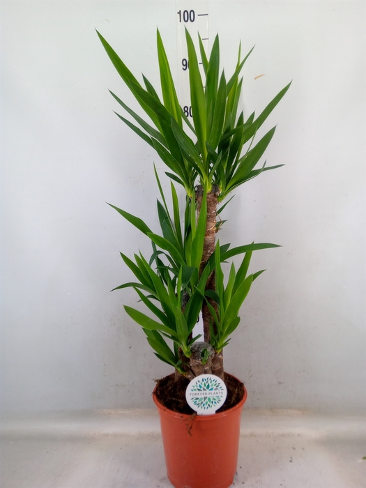 <h4>Yucca   ...</h4>