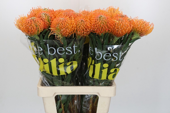 <h4>Nutans Ayoba Peach</h4>